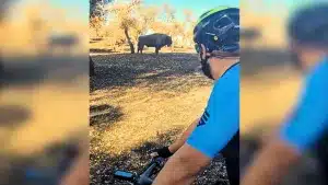 Unos ciclistas cruzan un monte quemado en Andújar y se encuentran frente a frente con un bisonte