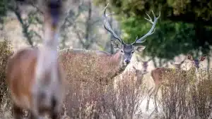 ciervos-cabañeros