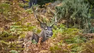 ciervos jabalíes tuberculosis Cataluña