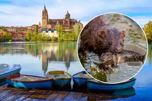 Zona del río tormes donde ha sido grabado el visón.