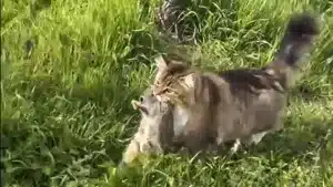 Su gata caza un conejo durante un paseo en Galicia y ella presume en TikTok: el vídeo que no deberías imitar