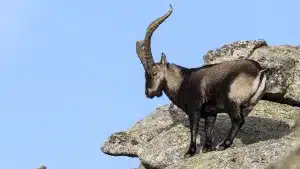 macho montés subasta Riaño