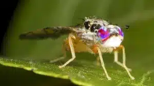 Mosca de la fruta. © Shutterstock