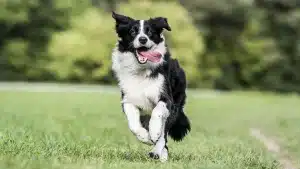 multa perro suelto Barcelona border collie