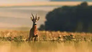 sorteos caza Aragón corzo