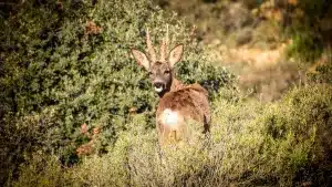 Un corzo mirando a cámara.