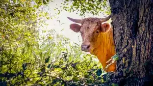 vacas-sueltas-navarra