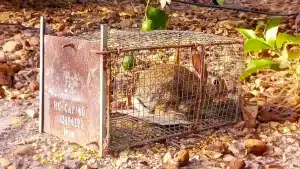 00-CONEJOS-JAULAS-ROBO