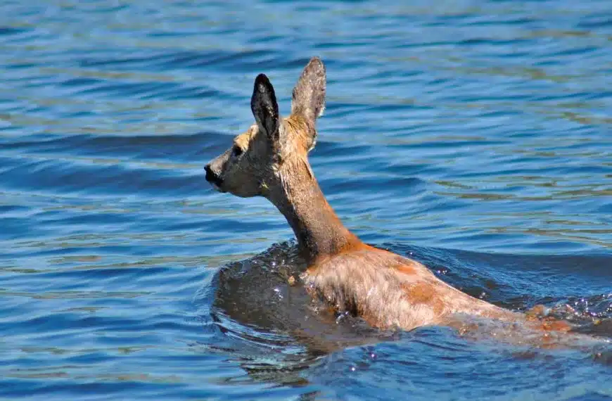 Denuncian un canal en León donde aparecen corzos y jabalíes ahogados cada semana