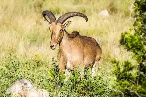 Orden de vedas de caza de la Región de Murcia 2025-2026