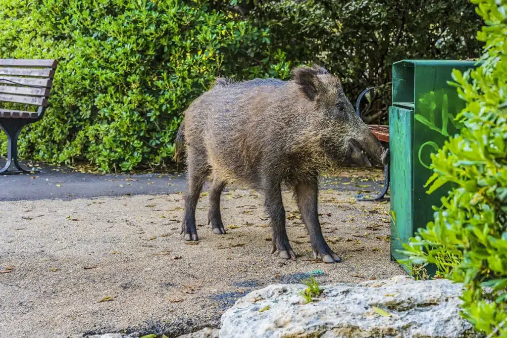 Ayuntamiento paga por jabalí abatido