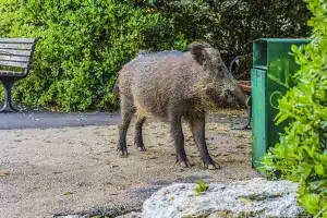 Ayuntamiento paga por jabalí abatido