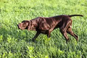 Braco alemán corte cola perro de caza