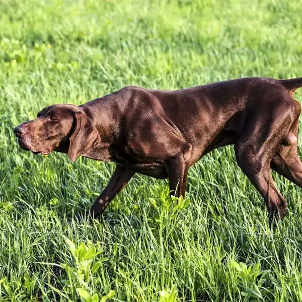 Braco alemán corte cola perro de caza