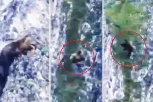 Graban la impresionante caída de un oso tras resbalar en un desfiladero de Asturias
