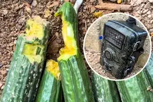 Los pepinos comidos junto a la cámara trampa.