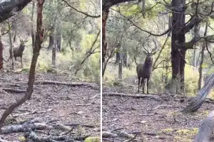 Cazador sorpresa ciervo