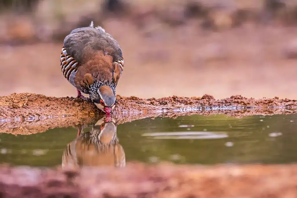 cazadores españoles el colectivo que más invierte en conservar la naturaleza