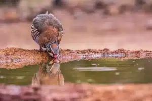 cazadores españoles el colectivo que más invierte en conservar la naturaleza