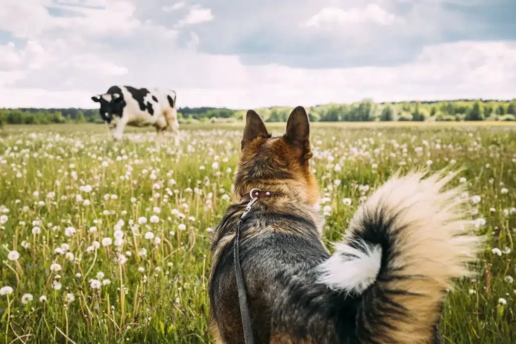 Científicos advierten lengua azul perros