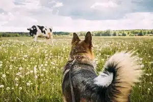 Científicos advierten lengua azul perros