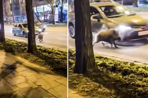 coche choca contra jabalí inmortal