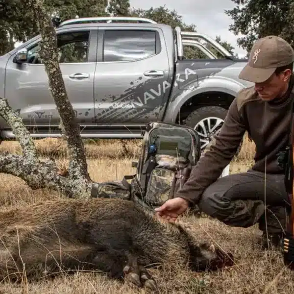 Cómo saber si un jabalí es medalla nada más cazarlo