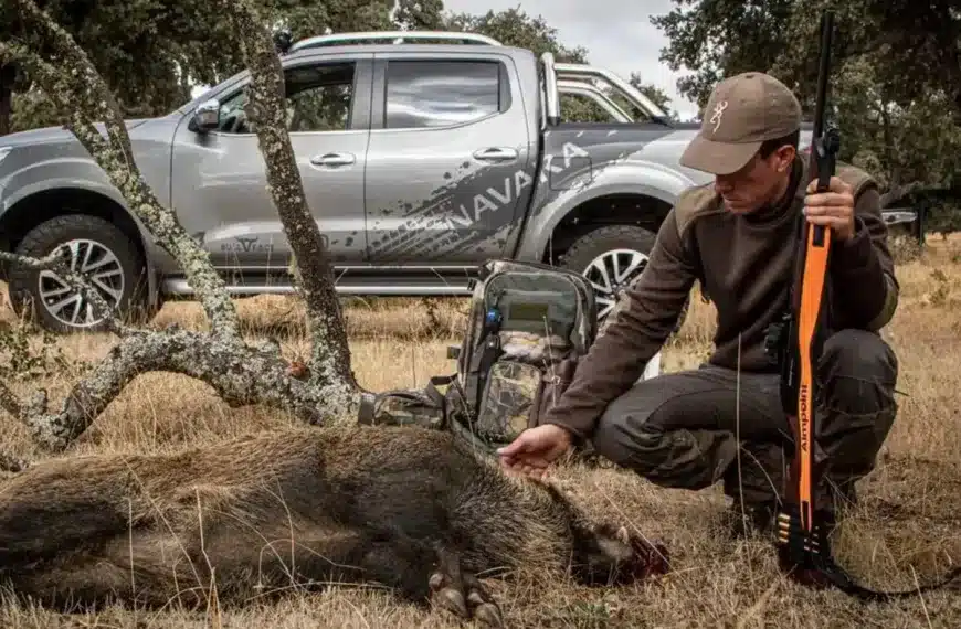 Cómo saber si un jabalí es medalla nada más cazarlo