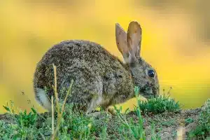 conejo-comiendo