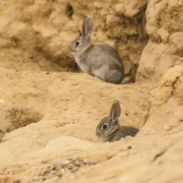 Conejos madriguera