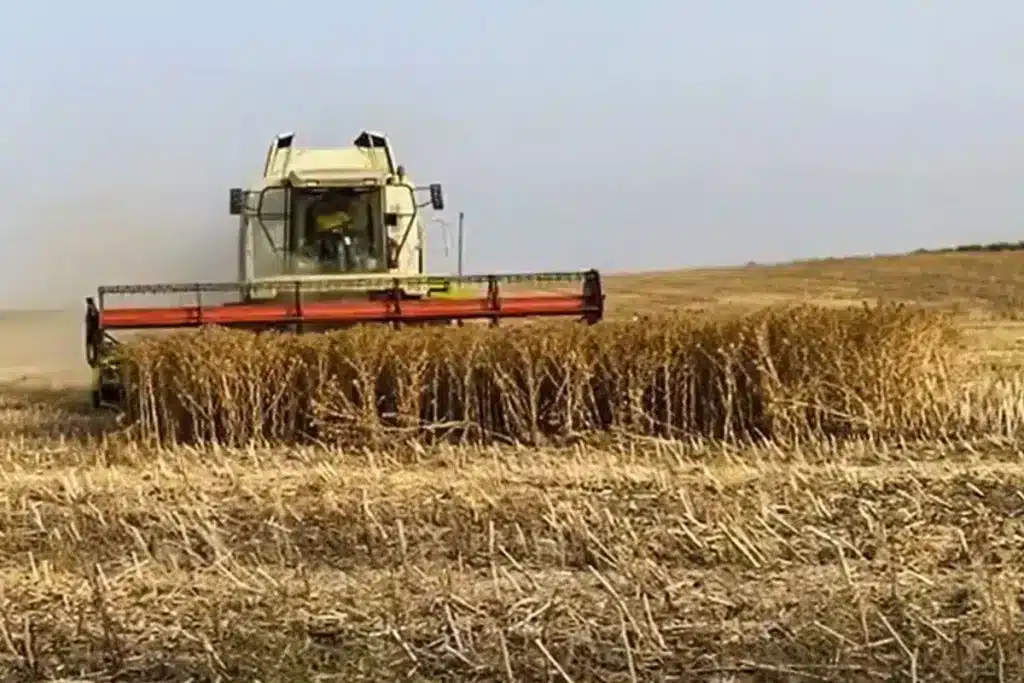 cosechadora sorpresa