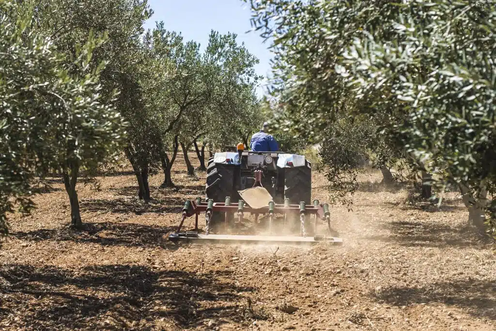 Desbroce olivar