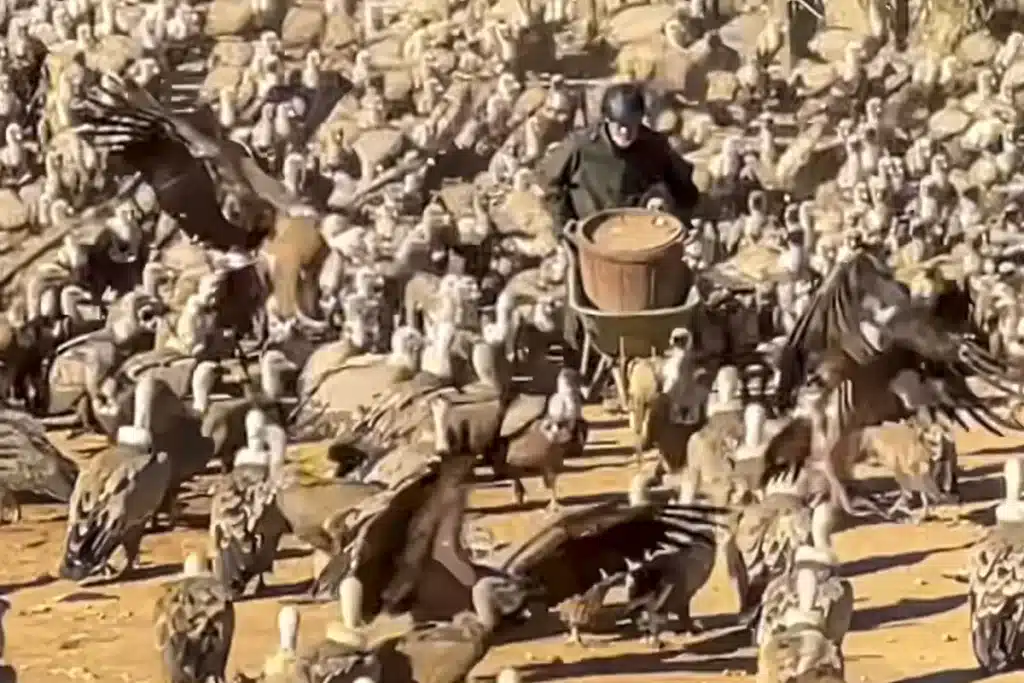 Ejército buitres rodea hombre Teruel