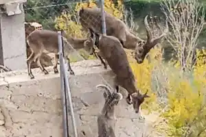 ejército cabras pueblo Albacete