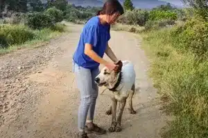 ganadera cortar orejas perros