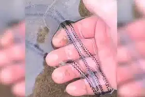 Un ganadero de Cáceres descubre un fenómeno natural único mientras camina por el campo