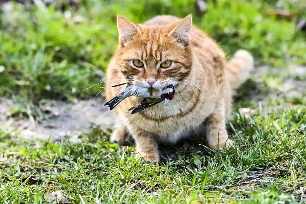 Gato especies protegidas