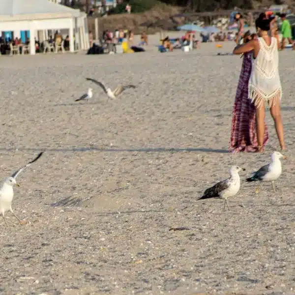 gaviotas