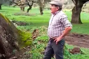 Un ecologista pide cárcel para un veterano leñador por podar una encina y este le da una lección magistral