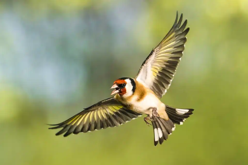 hombre denunciado poderoso e ilegal método aves