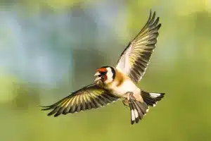 hombre denunciado poderoso e ilegal método aves