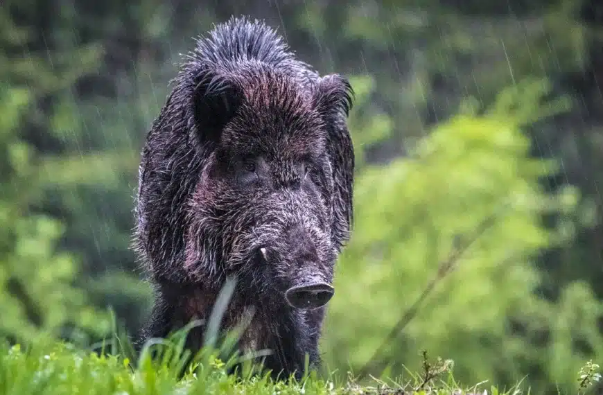10 cosas sobre la peste porcina que los cazadores deben saber antes de salir al campo