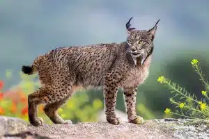 Lince ibérico