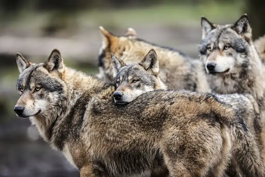 lobos Europa
