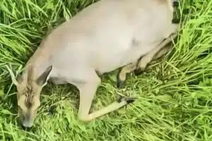 momento mágico dron corza