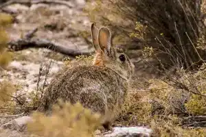 nueva especie conejo cazadores