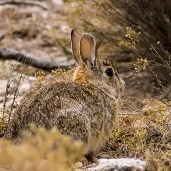 nueva especie conejo cazadores