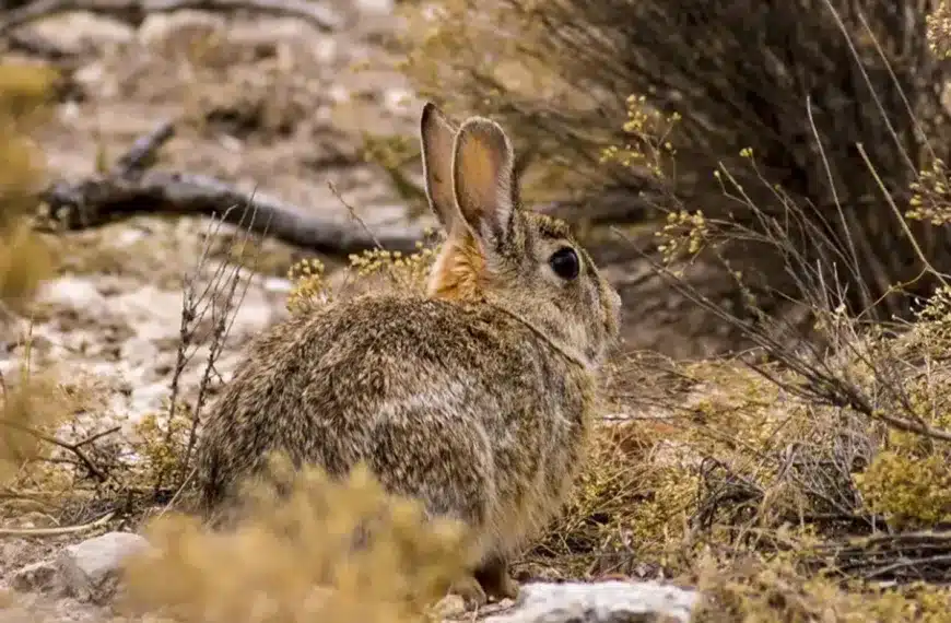 nueva especie conejo cazadores