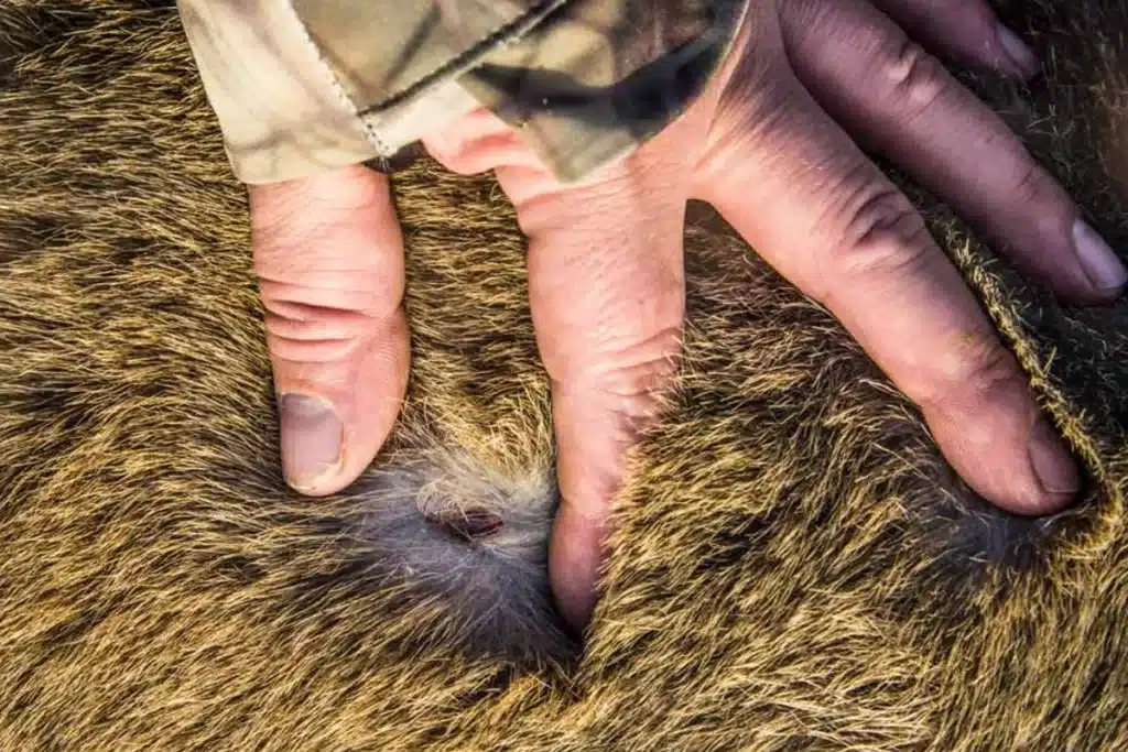 Nuevo caso Crimea-Congo Salamanca