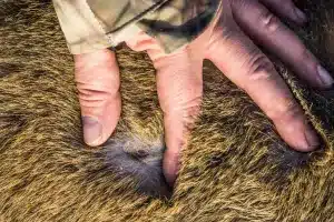 Nuevo caso Crimea-Congo Salamanca